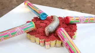 Fish vs Smoke Cracker vs Match Stick Experiment