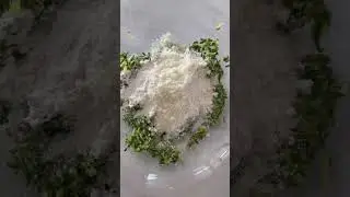 Zucchini Gnocchi