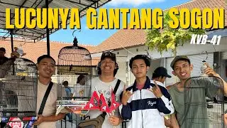 GANTANG SOGON PALING KOCAK, TAKUT POIN BABLAS TERNYATA ❗️#KicauVlogBaliEpisode41 #dewatasamudra