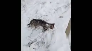 замерз кот((