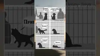 Бездомный котик... #бездомныекошки #помощь #помогаемнайтидом #грусть #приютдлясобак #волонтеры #sos
