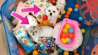 СЛАДУН В ШОКЕ ОТ ЗОЛОТЫХ КОТЯТ-ПОДКИДЫШЕЙ LOST KITTIES! МАЛЕНЬКИЕ ПИТОМЦЫ ПРОТИВ БОЛЬШИХ!