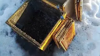Погибли пчёлы .Проблемная семья. Трутовка