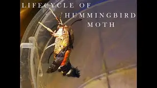 LIFE CYCLE OF HUMMINGBIRD HAWK MOTH 🦋  | Macroglossum Stellatarum |