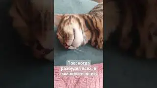 #ракетабомбапетарда