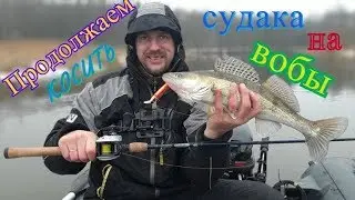 Косим судака зимой на воблеры. Часть вторая.