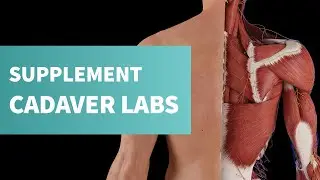 Course: Cadaveric Images