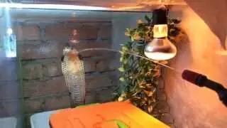 Змею поливают водой