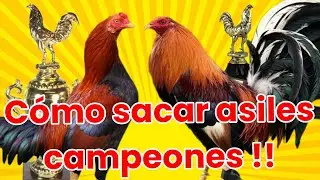 3 pasos para sacar asiles altamente competitivos 