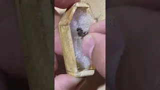 Ölmüş arı'yı tabut yapan adam
