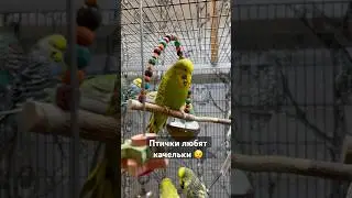 Попугай на качелях 🙃