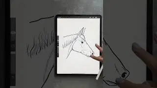 How to draw a horse