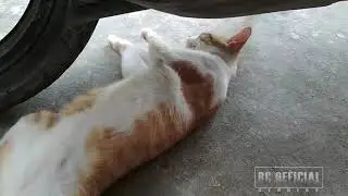 Kucing naik motor dijalan kota