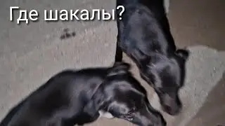 Вечерняя прогулка. О чем говорили? Кого встретили? Чего испугались?