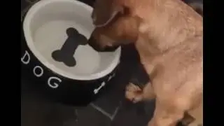 Hueso pintado