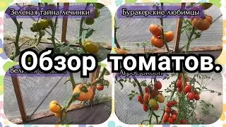 Обзор сортовых томатов🍅.