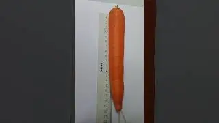 Морковь. Сорт Ангара!