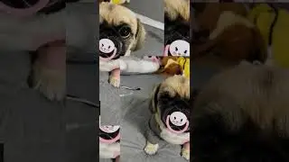 #приколы#няшки#милые#собачки#лучшие#топ#лайк#