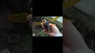 Самый большой шершень в мире 