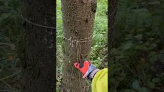 В лесу растяжки!!!Будьте осторожны ⚠️ 🤯🤬