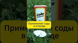 Лучшее применение соды на даче  #дача #огород #сад #сода