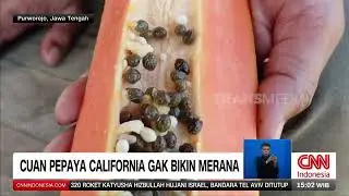 Cuan Pepaya California Gak Bikin Merana | REDAKSI (25/08/24)