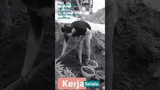 KERJA SAJA  #shorts #storiwa #