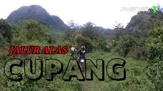 Jalur alas cupang