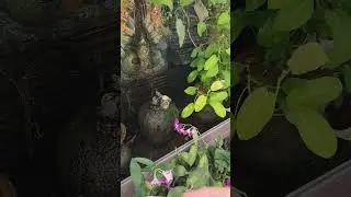 Flipper zero hacking RF turn on the fountain