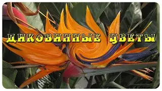 ДИКОВИННЫЕ ЦВЕТЫ