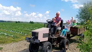 У Бульбашей посадка бульбы. Пытаемся спасти урожай клубники после морозов