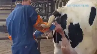 İnanılmaz İnek Doğurtma Teknolojisi ! Bu çiftliğe HAYRAN Kalacaksnız COW