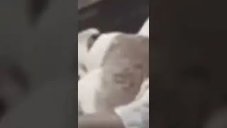 This video made my day - Funny Cat #sjort #animal #cat