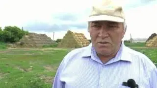 Заготовка кормов в ООО 