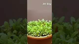Growing Poppy Plant from Seeds
