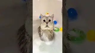 ВСЕ СМЕЯЛИСЬ НАД ЕЁ ВЕСОМ, ПОКА НЕ УЗНАЛИ ПРАВДУ 😳🐱 