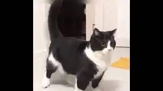 gato shiet
