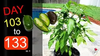 Growing Jalapeño From Seed EP.# 3 | 30 DAY TIME LAPSE *4K*