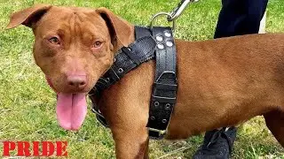 НОВИНКА !!! ШЛЕЙКА ДЛЯ СОБАК !!!