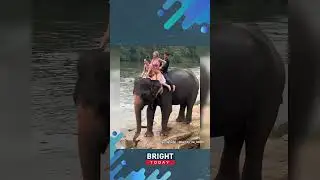 Tourists enjoy riding elephant with a very polite mahout in Phuket, Thailand