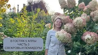 САГА О ЛЮБВИ/ СВЕКРОВЬ И ПОМИДОРЫ/ЛЕТО В САДУ АЛЛЫ&ДИМЫ/ЧАСТЬ 3