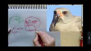 Learn to Draw Raptors with John Muir Laws
