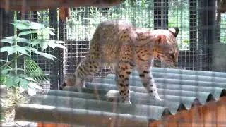 Кошка жоффруа 11.07.2020