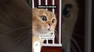 ¿Qué gatito eres? 😺 | #Psicomemes #MemesDePsicologos #SaludMental