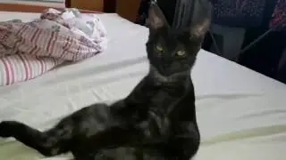 Кошачья суперрастяжка/Кот сел на шпагат/Наш смешной котенок/приколы с нашим котом
