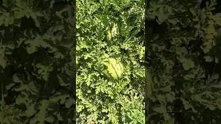 Арбуз 🍉🤤🔥