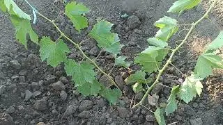 "Виховання" саджанців винограду