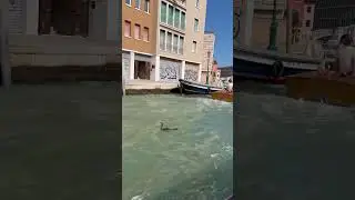 @DuckyBhai spotted in Italy Venice #adventureawaits #travel #flight #aviation #vlog #duckybhai