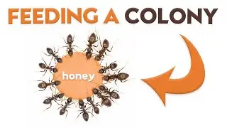 How to Feed an Ant Colony