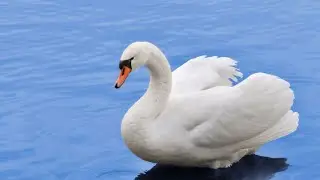Feathered Enigmas: The Surprising Truths of Cayuga Lake's Swans - Part 2